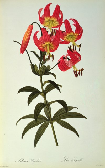 Lilium Superbum, da 